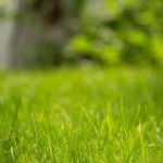 Tips Merawat Taman saat Musim Kemarau agar Tetap Hijau dan Sehat